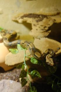Boa Constrictor Imperator Männchen 4 Jahre alt