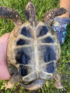 Verkaufe 2 griechische Landschildkröten männlich
