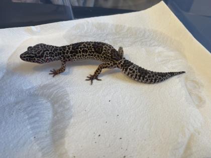 Leopardgecko Gruppe 8 Tiere