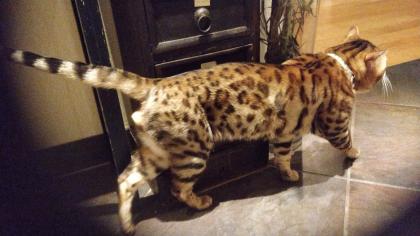 Schmuse Bengal Kater geimpft gechipt entwurmt mit Stammbaumurkunde
