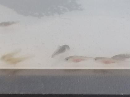 Axolotl babys zum reservieren