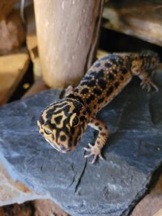 Verkaufe meine Leopadegeckos