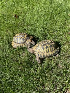 Zwei männliche griechische Landschildkröten abzugeben