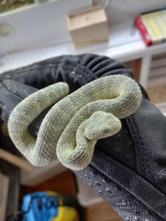 0 1 Atheris squamigera Enz 19. 08. 2022