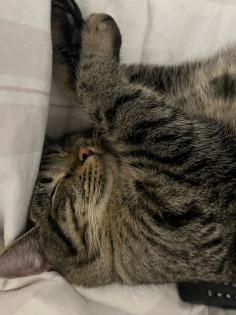 BKH/ EKH Kitten Babykatzen