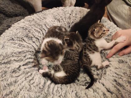 Kitten Kätzchen Babykatze Katzenbaby EKH
