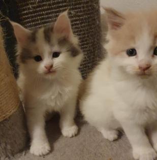 Maine Coon Kitten