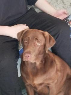 Labrador Welpen zu verkaufen