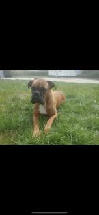 4 kleine Boxerwelpen