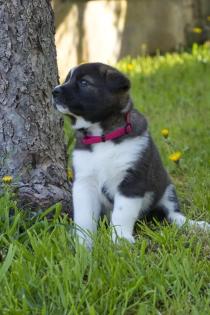 Akita x Akita-Schäferhund Welpen suchen ein neues Zuhause
