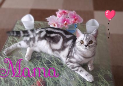 Bkh Kitten whiskas/ tabby
