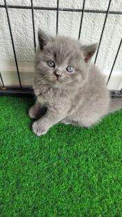 Britisch kurzhaar Kitten