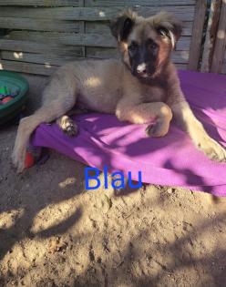 Hundewelpen abzugeben
