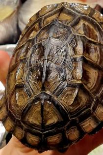 Chinesische Dreikielschildkröte