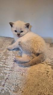 Zuckersüße BKh Kitten reinrassig suchen liebevolles Zuhause