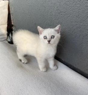 Abgabe bereite BKH blue point kitten