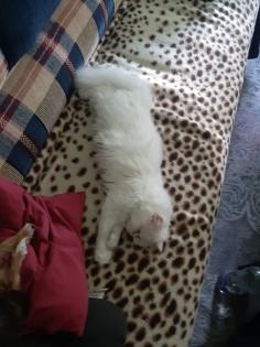 Zuhause für meine 2 kleine Mäuse mit allem Zubehör