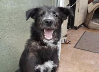 Fenrir - Husky-Mischling - lieb verspielt