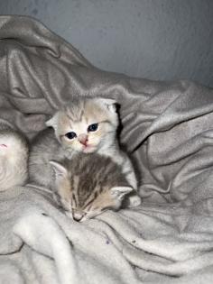 Britisch Kurzhaar Kitten
