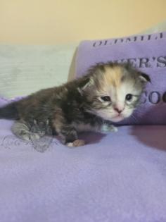 Wundervolle Maine Coon Kitten