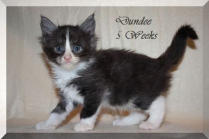 Dundee vom Sattelgut verschmuster Maine Coon Kitten-Kater