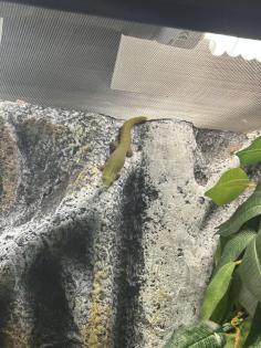 2 Blautaggeckos 1 Goldstaubgecko