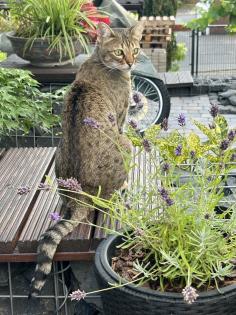 Evita sucht neues Zuhause