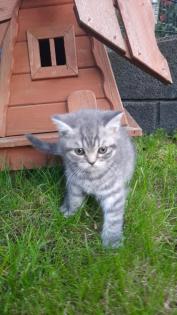Bkh Kitten 2- weibchen und 1- männchen