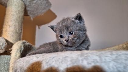 Zuckersüße BKh Kitten reinrassig suchen liebevolles Zuhause