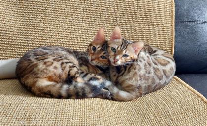 2 junge Bengal Mädchen suchen ein liebevolles zuhause