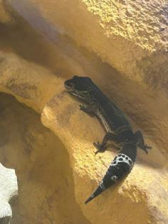 Leopard Geckos abzugeben