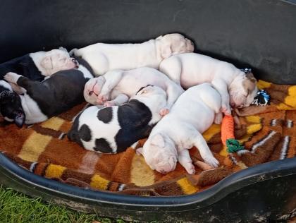 American Bulldog Welpen suchen Traumschloss