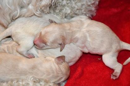 Zauberhafte Chow Poo Welpen ähnl. Bernedoodle / Goldendoodle SEHR SELTEN