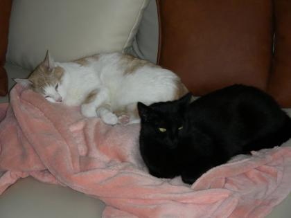 2 süße Katzendamen suchen ein neues liebevolles Zuhause