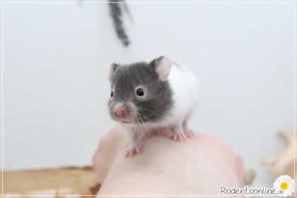Zauberhafte zahme Goldhamster und Teddyhamster