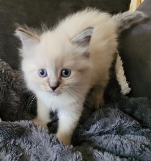Norweger-Neva Masquarade Kitten