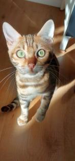 2 junge Bengal Mädchen suchen ein liebevolles zuhause