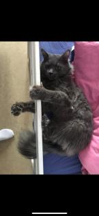 Mainecoon reinrassig