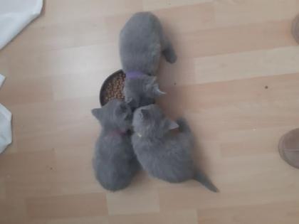 BKH Kittens Kartäuser Chartreux Russisch