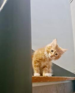 Maine Coon Kitten Stammbaum/ alte Linie
