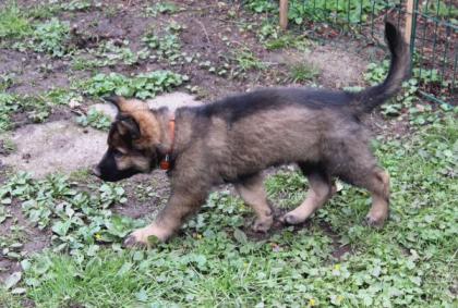 Ork Rüde Welpe Altdeutscher Schäferhund DDR Linien