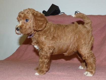 3 süße Kleinpudel Hündinnen Pudel in Brindle Black and Tan Fawn mit Weiß