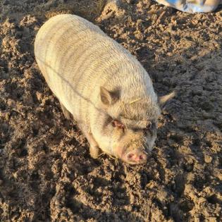 Hängebauchschweine suchen ein zu Hause