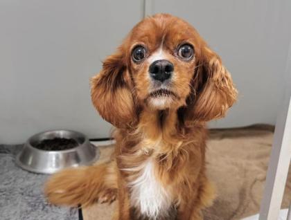 Philadelphia - Cavalier-Spaniel-Mischling - lieb ruhig