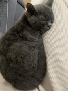 Zwei liebe BKH Kitten lilac blue weiblich
