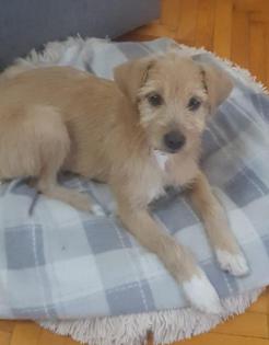 Lizzy - Hundekind Lizzy verteilt gern Küsschen