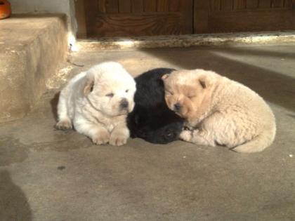Chow Chow Welpe - Hündinn - zimtbraun Geb. 25. 11. 09