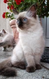 Flauschige Ragdoll Kitten point blue sea mitted traditionelll