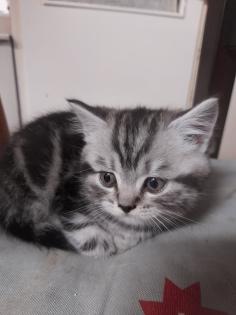 Zauberhafter kleiner BKH Kater mit Ahnentafel geimpft entwurmt gechipt kastriert aus HCM PKD