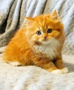 Selkirk Rex / Straight Kitten mit Stammbaum